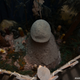 Illustration for article titled There are few things creepier than an abandoned Japanese sex museum (NSFW)